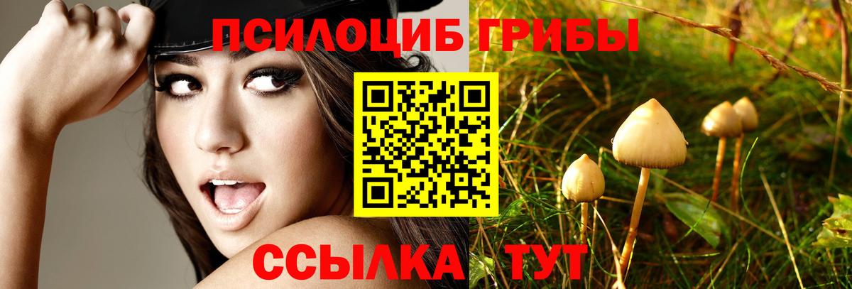 Красноармейск  Псилоцибиновые грибы ЛСД  Вход с VPN 